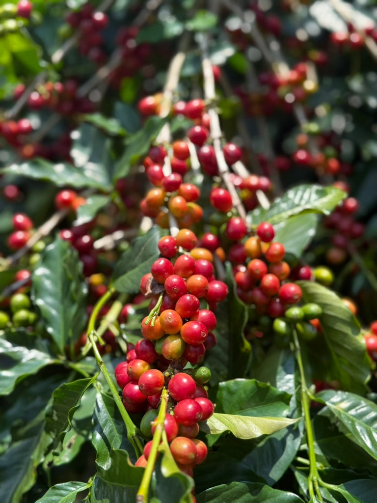 9BED0E47-2CF9-4507-AF64-9E4984BC8AB8_1_105_c.jpeg__PID:cffecf7b-0e43-4863-8119-9e493065afda